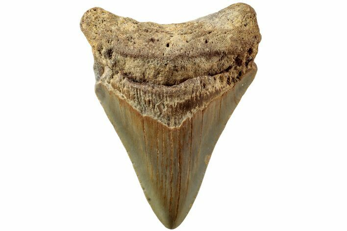 Serrated, Fossil Megalodon Tooth - North Carolina #235441